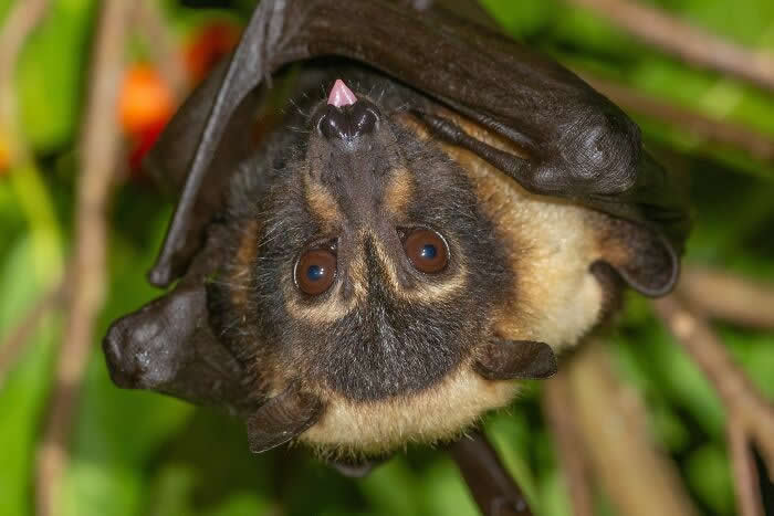 Adorable Bat Photos by Jose G. Martinez-Fonseca