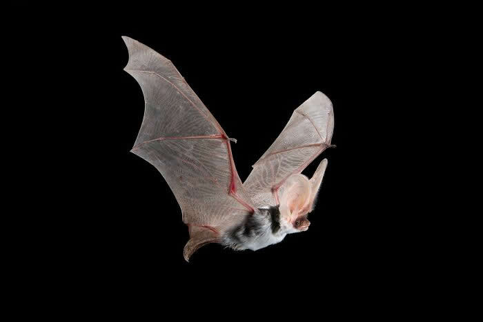 Adorable Bat Photos by Jose G. Martinez-Fonseca
