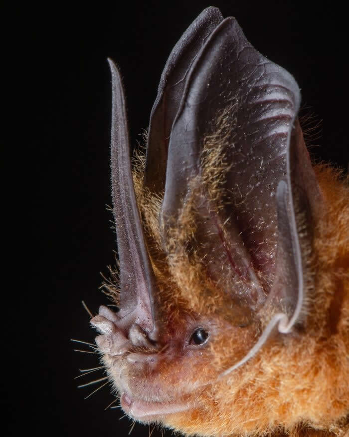 Adorable Bat Photos by Jose G. Martinez-Fonseca