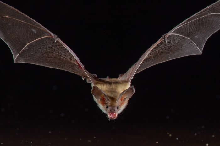 Adorable Bat Photos by Jose G. Martinez-Fonseca