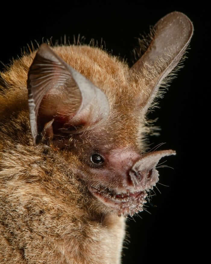 Adorable Bat Photos by Jose G. Martinez-Fonseca