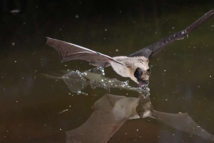 Adorable Bat Photos by Jose G. Martinez-Fonseca