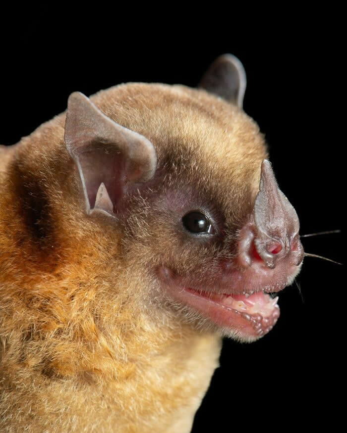 Adorable Bat Photos by Jose G. Martinez-Fonseca