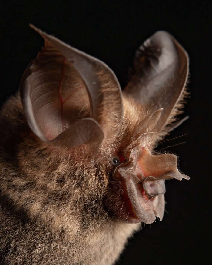 Adorable Bat Photos by Jose G. Martinez-Fonseca