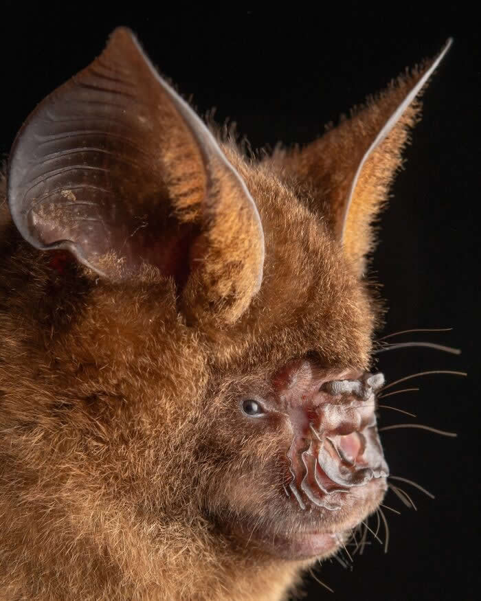 Adorable Bat Photos by Jose G. Martinez-Fonseca