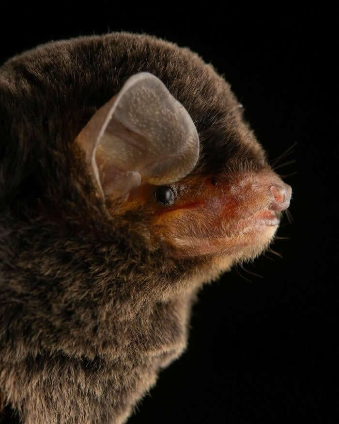Adorable Bat Photos by Jose G. Martinez-Fonseca