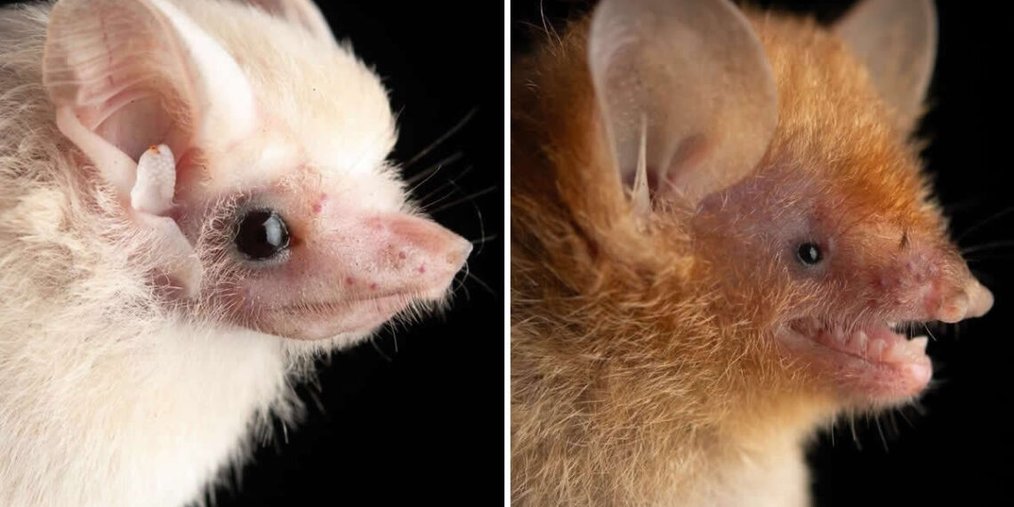 Adorable Bat Photos by Jose G. Martinez-Fonseca