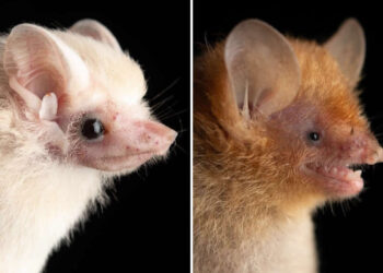 Adorable Bat Photos by Jose G. Martinez-Fonseca