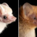 Adorable Bat Photos by Jose G. Martinez-Fonseca