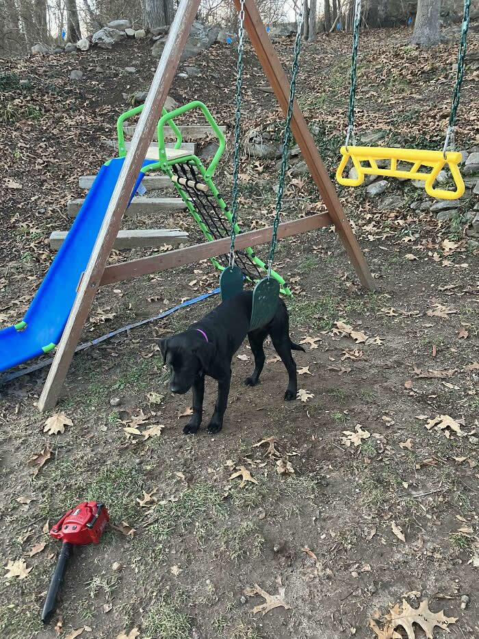 My Dog Got Stuck On The Swing Today - Animals Caught in the Most Ridiculously Awkward Situations Ever