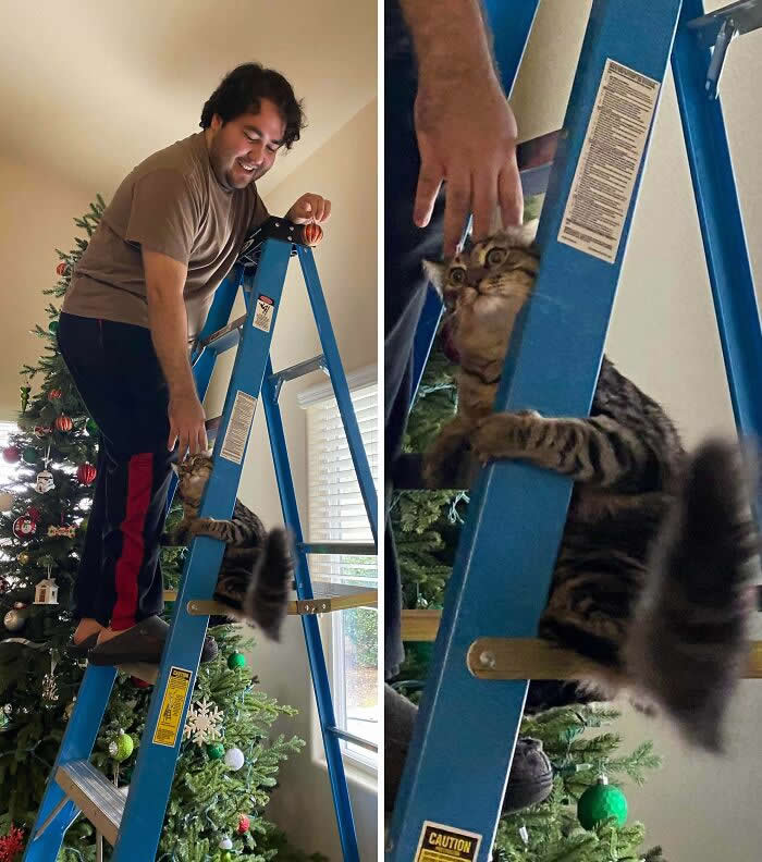 My Indoor Cat’s First Time Experiencing Heights & He Instantly Regretted It - Animals Caught in the Most Ridiculously Awkward Situations Ever