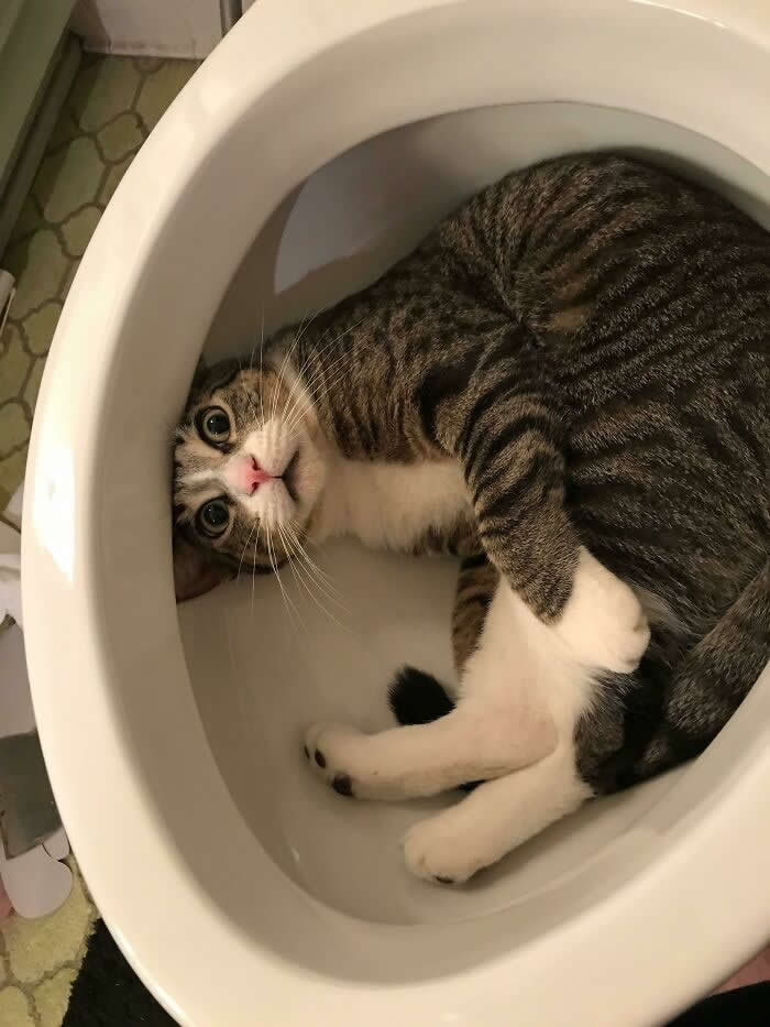 Dad Started Putting In A New Toilet. Walked Away For A Few Minutes And Came Back To This - Animals Caught in the Most Ridiculously Awkward Situations Ever