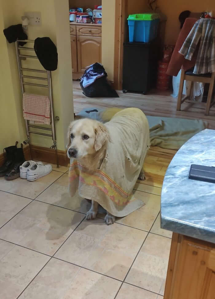 My Dog Chewed A Hole Through His Towel And Stuck His Head Through It. Now He Wears It Around The House Like A Poncho - Animals Caught in the Most Ridiculously Awkward Situations Ever