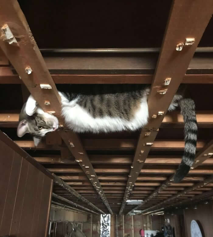 I’m Remodeling My Basement, And All The Ceiling Tiles Were Just Removed. I Found My Cat Like This - Animals Caught in the Most Ridiculously Awkward Situations Ever