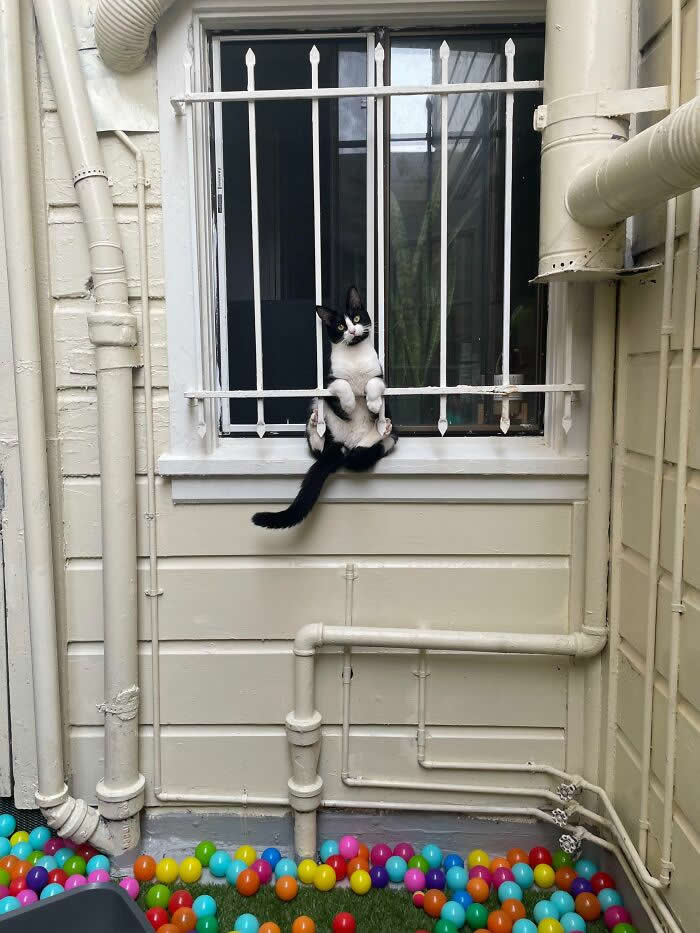 Came Outside To Find Him In A Predicament - Animals Caught in the Most Ridiculously Awkward Situations Ever