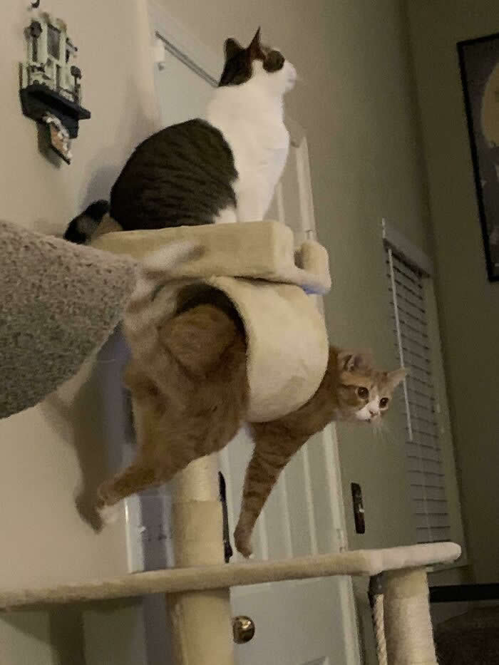 When Your Fat Brother Is Stuck In The Cat Tower Tunnel But Your Favorite Show Is On - Animals Caught in the Most Ridiculously Awkward Situations Ever