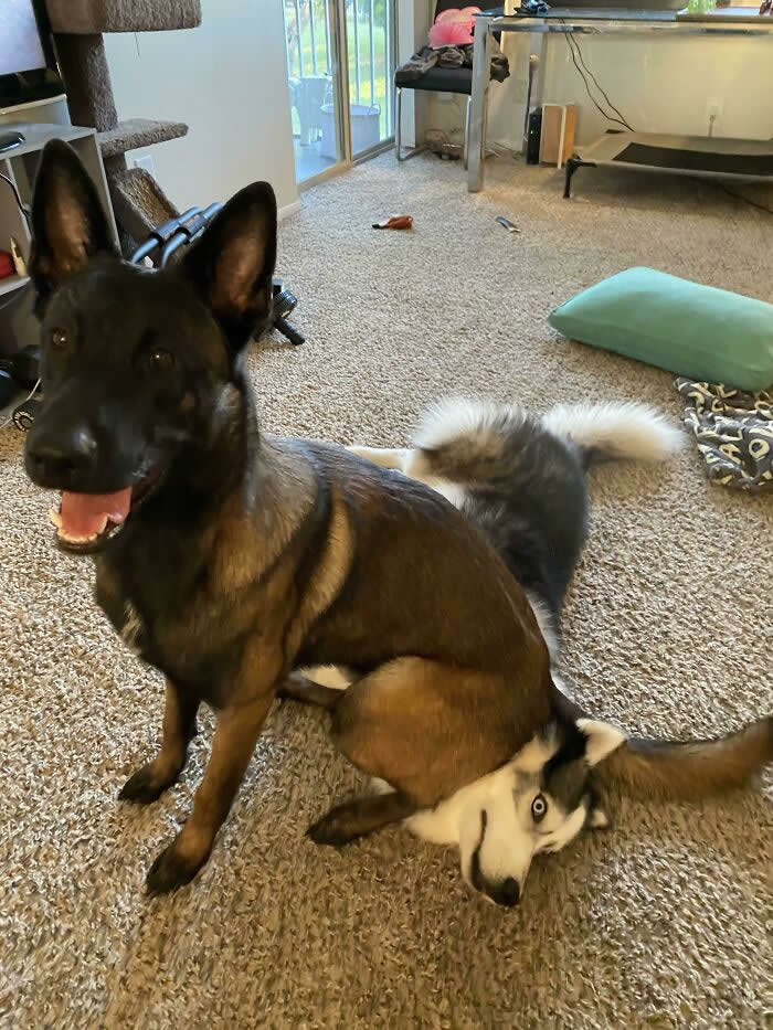 I Heard A Scuffle, Then Silence - Animals Caught in the Most Ridiculously Awkward Situations Ever