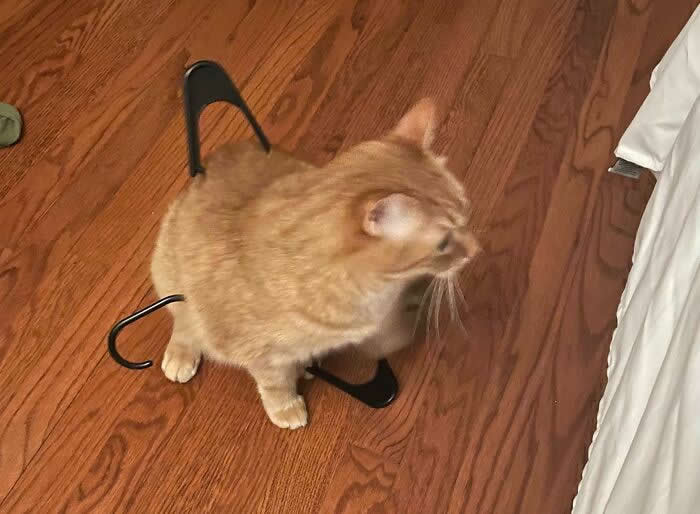 Woke Up To A Strange Noise This Morning. Oliver Got Stuck In A Hanger Again - Animals Caught in the Most Ridiculously Awkward Situations Ever