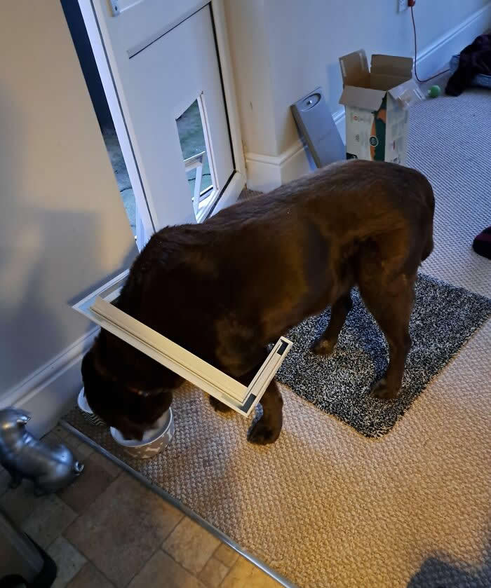 My Boyfriend’s Dog Tried To Fit Through The Yorkie-Sized Dog Door - Animals Caught in the Most Ridiculously Awkward Situations Ever