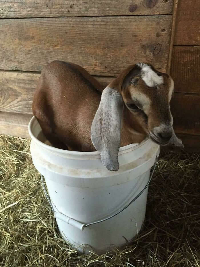 Someone Got Stuck In The Water Bucket Again - Animals Caught in the Most Ridiculously Awkward Situations Ever