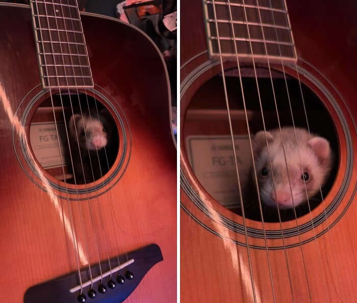 Anyway, Here’s Wonderwall. Eleanor Got Stuck In The Guitar. She’s Got No Bones - Animals Caught in the Most Ridiculously Awkward Situations Ever