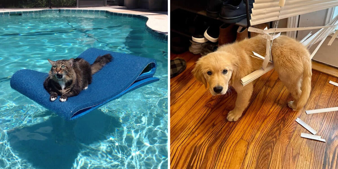 Animals Caught in the Most Ridiculously Awkward Situations Ever