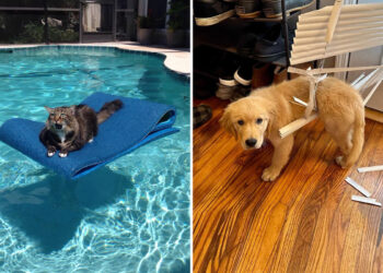 Animals Caught in the Most Ridiculously Awkward Situations Ever