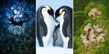 Wildlife Photographer of the Year 2025 Winners