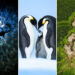 Wildlife Photographer of the Year 2025 Winners