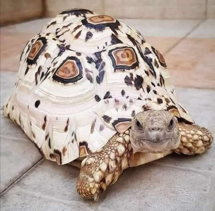 Pure Beauty of Nature