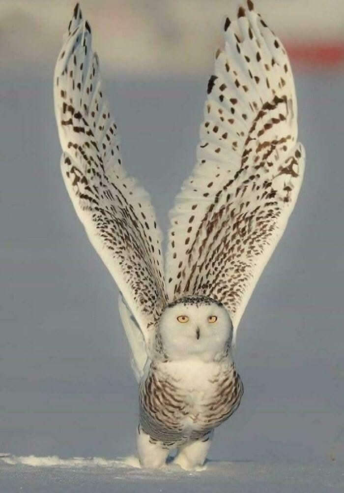 Pure Beauty of Nature