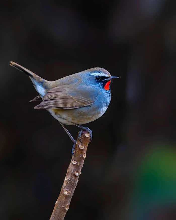 Pure Beauty of Nature