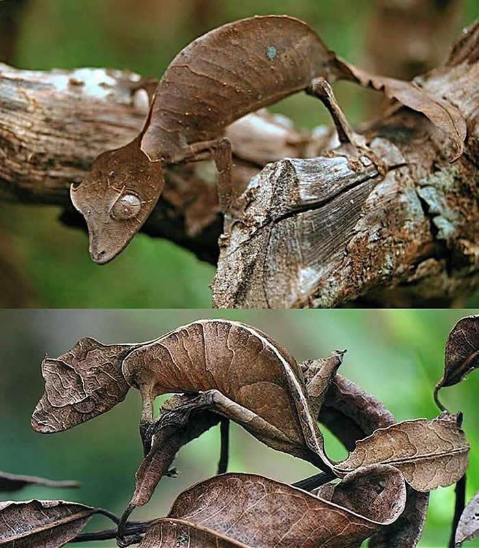 Pure Beauty of Nature