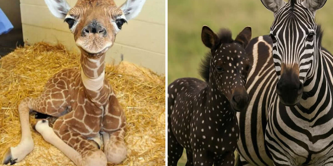 Pure Beauty of Nature