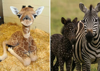 Pure Beauty of Nature