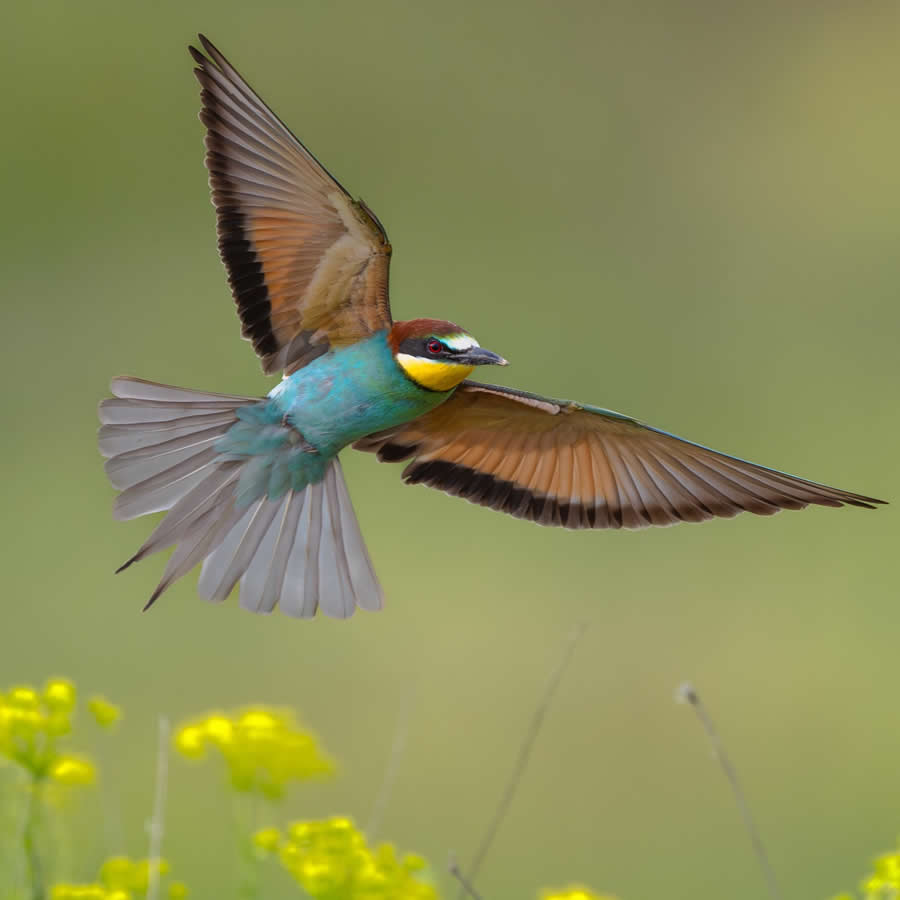 Bird Photography by Sasha Jumanca