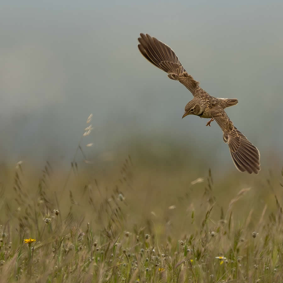 Bird Photography by Sasha Jumanca
