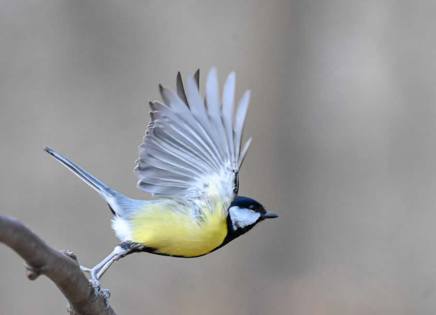 Bird Photography by Sasha Jumanca