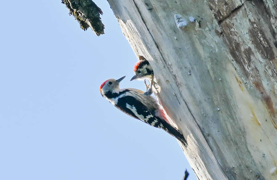 Bird Photography by Sasha Jumanca