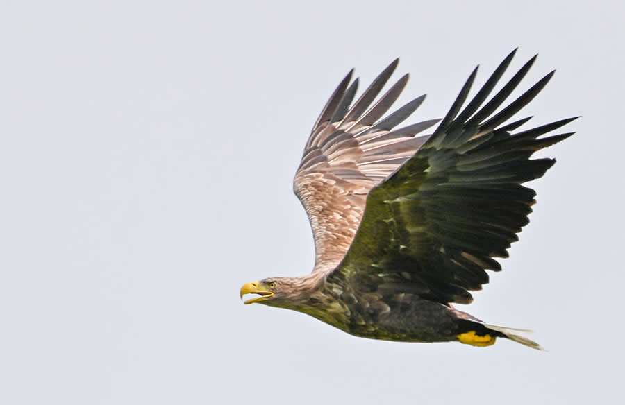 Bird Photography by Sasha Jumanca