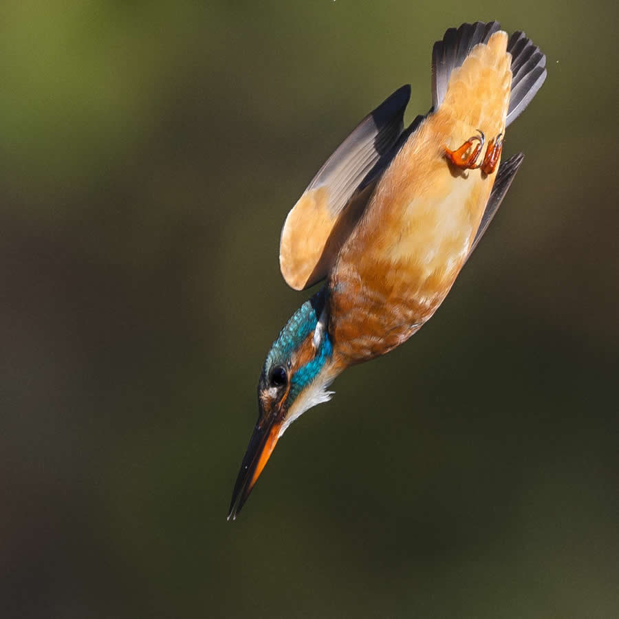 Bird Photography by Sasha Jumanca