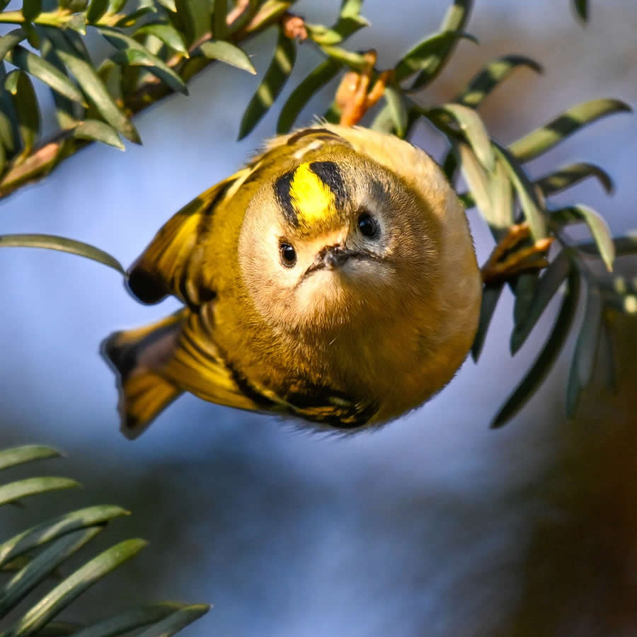 Bird Photography by Sasha Jumanca