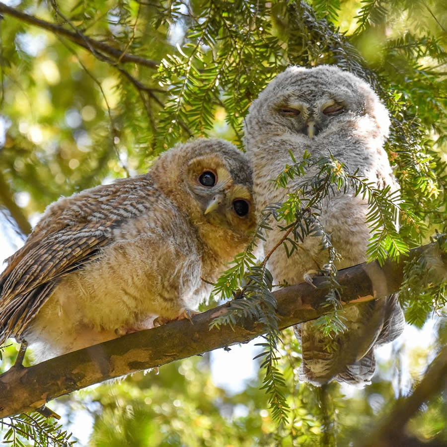 Bird Photography by Sasha Jumanca