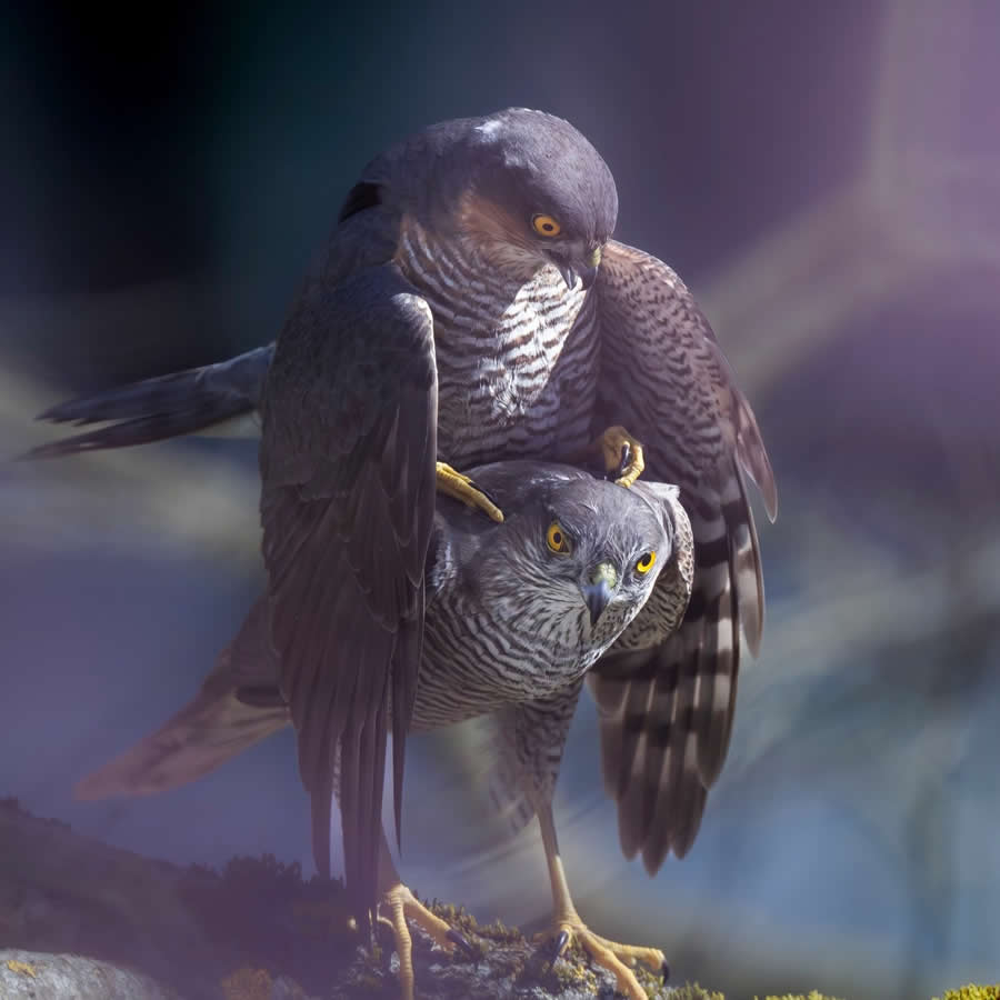 Bird Photography by Sasha Jumanca