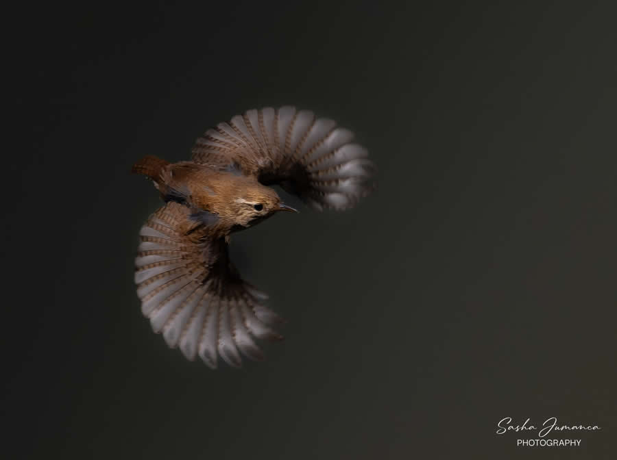 Bird Photography by Sasha Jumanca