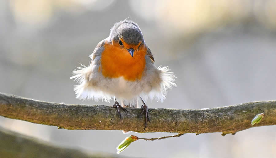 Bird Photography by Sasha Jumanca