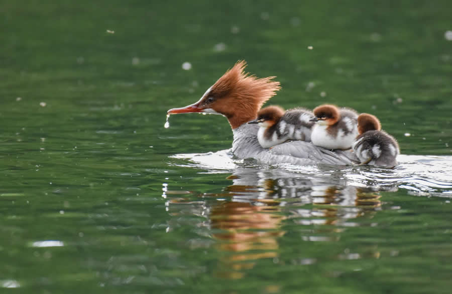 Bird Photography by Sasha Jumanca