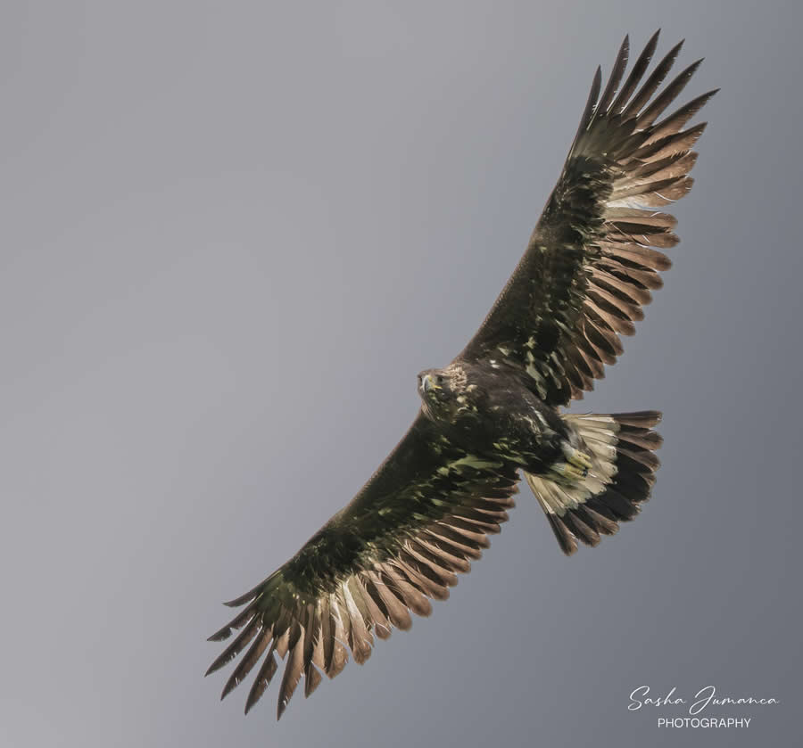 Bird Photography by Sasha Jumanca