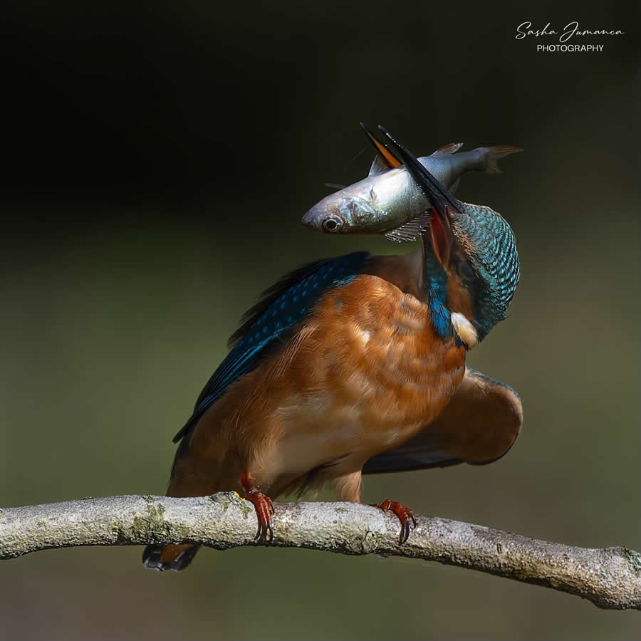 Bird Photography by Sasha Jumanca