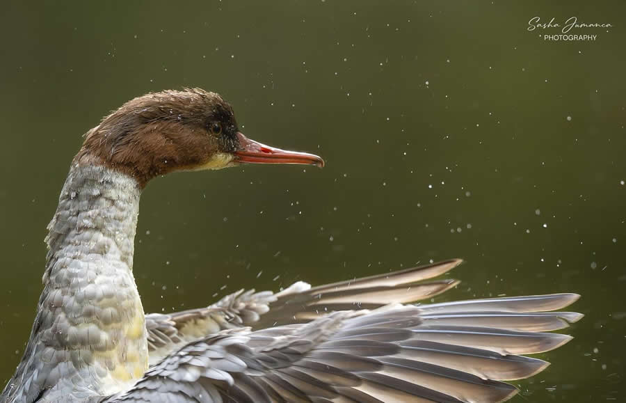 Bird Photography by Sasha Jumanca